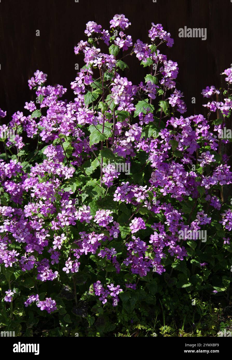 Ehrlichkeit oder jährliche Ehrlichkeit, Lunaria annua, Brassicaceae. UK. Stockfoto Ehrlichkeit oder jährliche Ehrlichkeit, Lunaria annua, Brassicaceae. UK. Stockfoto