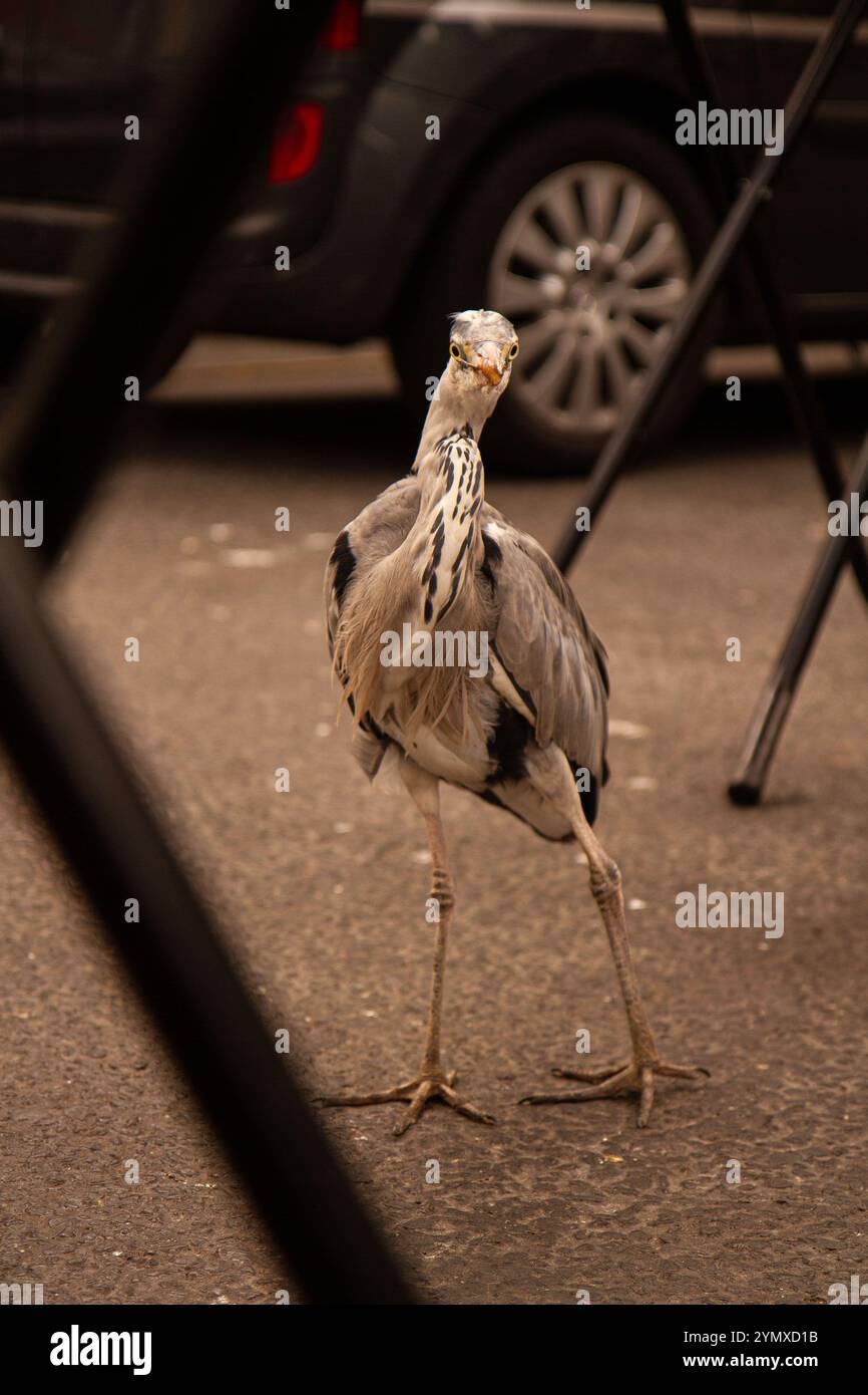 Herron lebt auf einem Markt in der Stadt Stockfoto