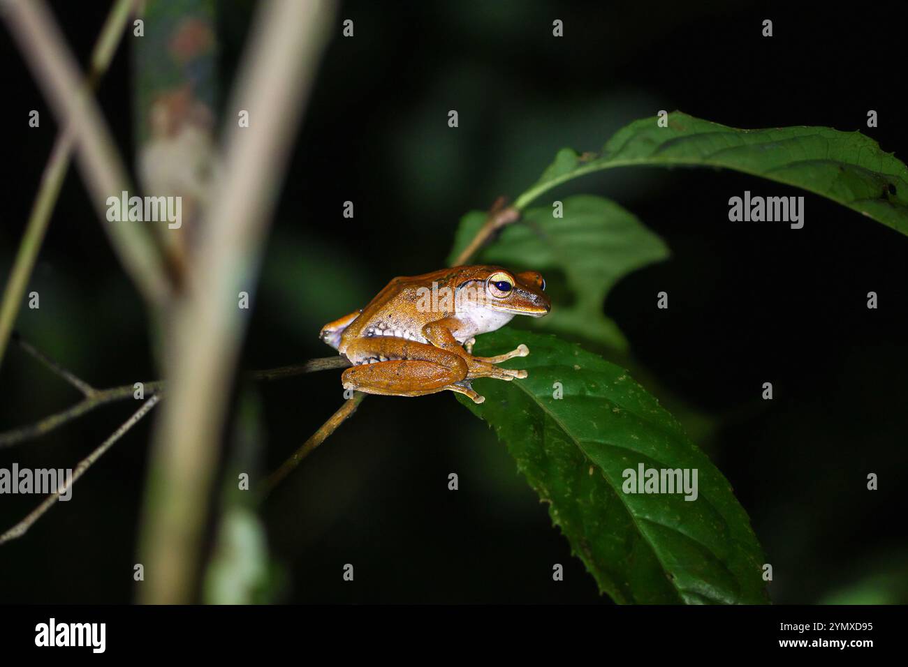 Eine Nahaufnahme eines Brauer-Baumfrosches, der nachts auf einem grünen Blatt thront. Der Frosch hat einen bräunlich-orangen Körper mit markanten Markierungen. New Taipei City, T Stockfoto