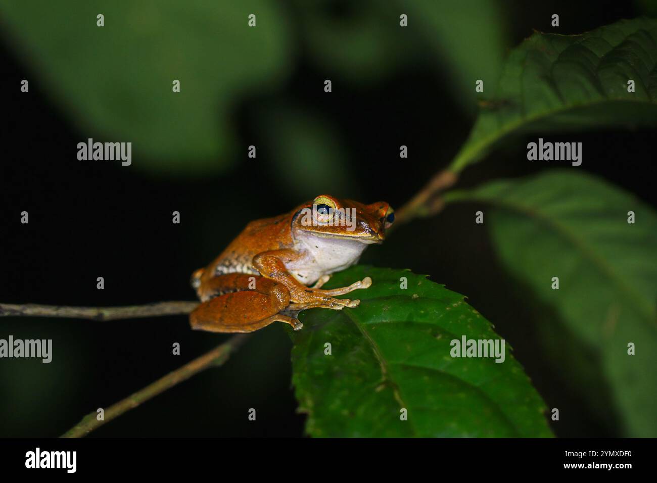 Eine Nahaufnahme eines Brauer-Baumfrosches, der nachts auf einem grünen Blatt thront. Der Frosch hat einen bräunlich-orangen Körper mit markanten Markierungen. New Taipei City, T Stockfoto