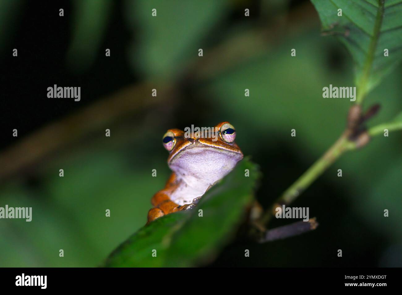 Eine Nahaufnahme eines Brauer-Baumfrosches, der nachts auf einem grünen Blatt thront. Der Frosch hat einen bräunlich-orangen Körper mit markanten Markierungen. New Taipei City, T Stockfoto