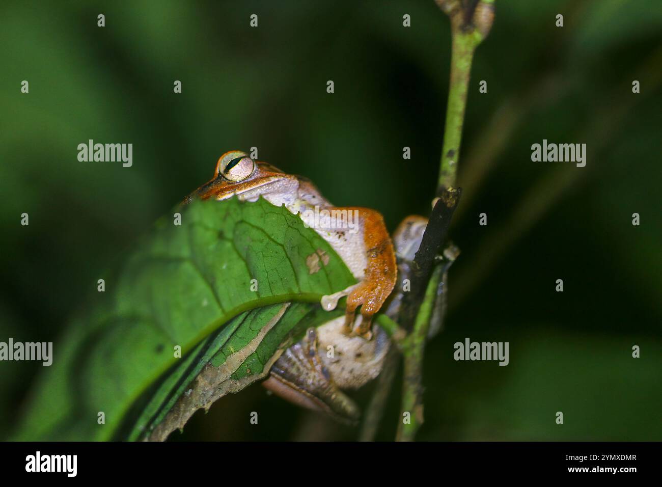 Eine Nahaufnahme eines Brauer-Baumfrosches, der nachts auf einem grünen Blatt thront. Der Frosch hat einen bräunlich-orangen Körper mit markanten Markierungen. New Taipei City, T Stockfoto
