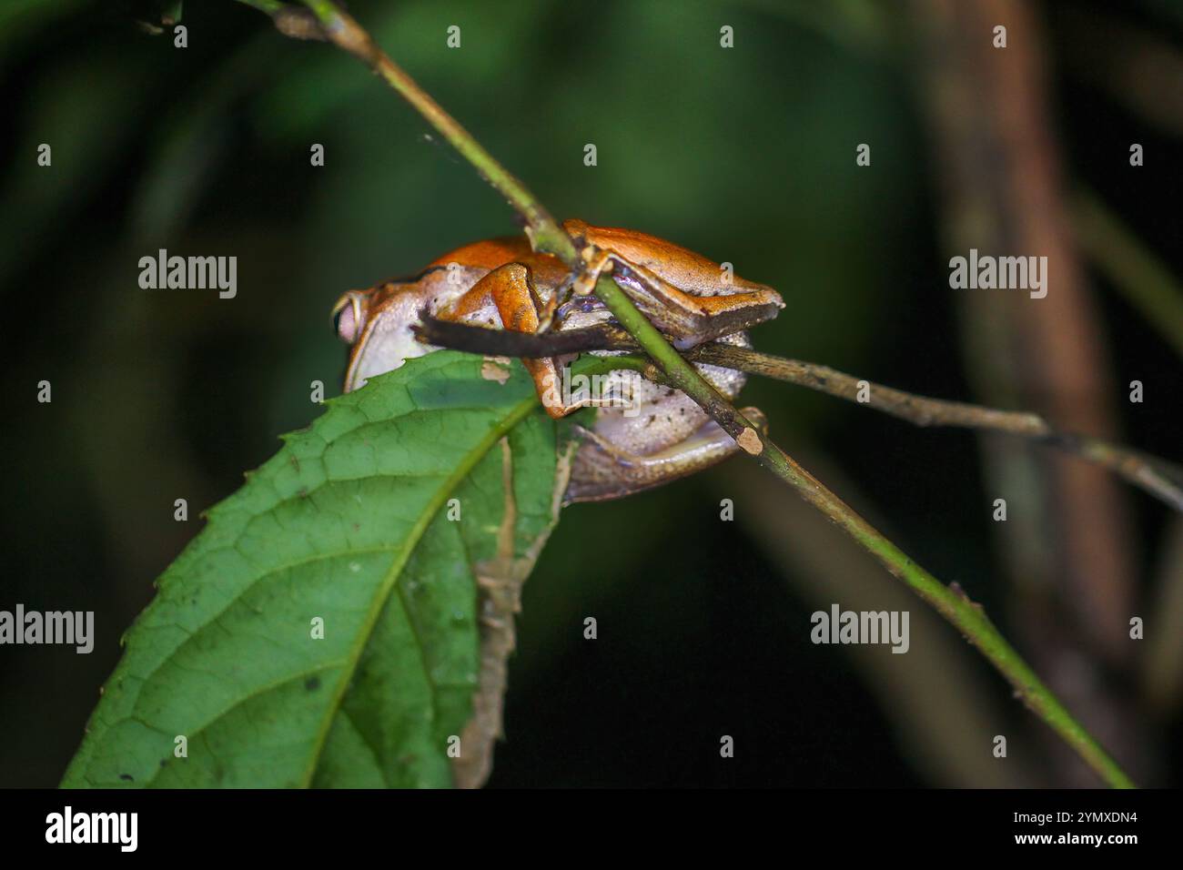 Eine Nahaufnahme eines Brauer-Baumfrosches, der nachts auf einem grünen Blatt thront. Der Frosch hat einen bräunlich-orangen Körper mit markanten Markierungen. New Taipei City, T Stockfoto