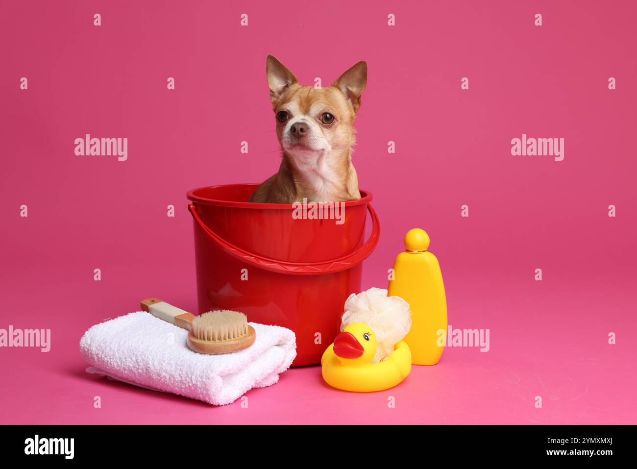 Niedlicher lustiger Hund im Plastikeimer mit verschiedenen Accessoires zum Baden auf rosa Hintergrund Stockfoto