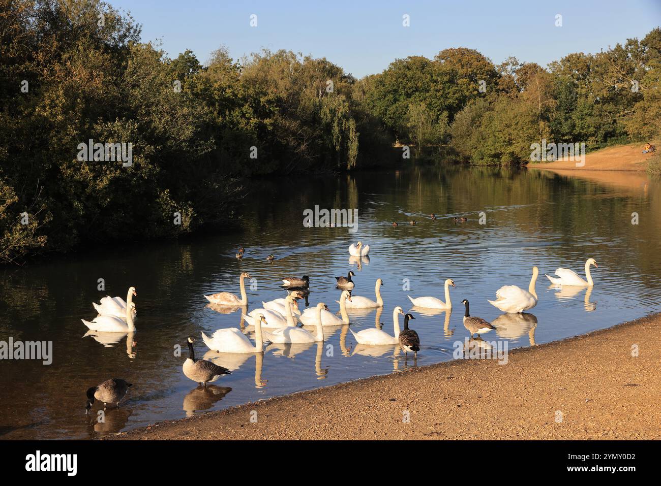 Hollow Pond, auch bekannt als Leyton Flats, Fragment des Epping Forest im Norden von Leytonstone, NE London, Großbritannien Stockfoto