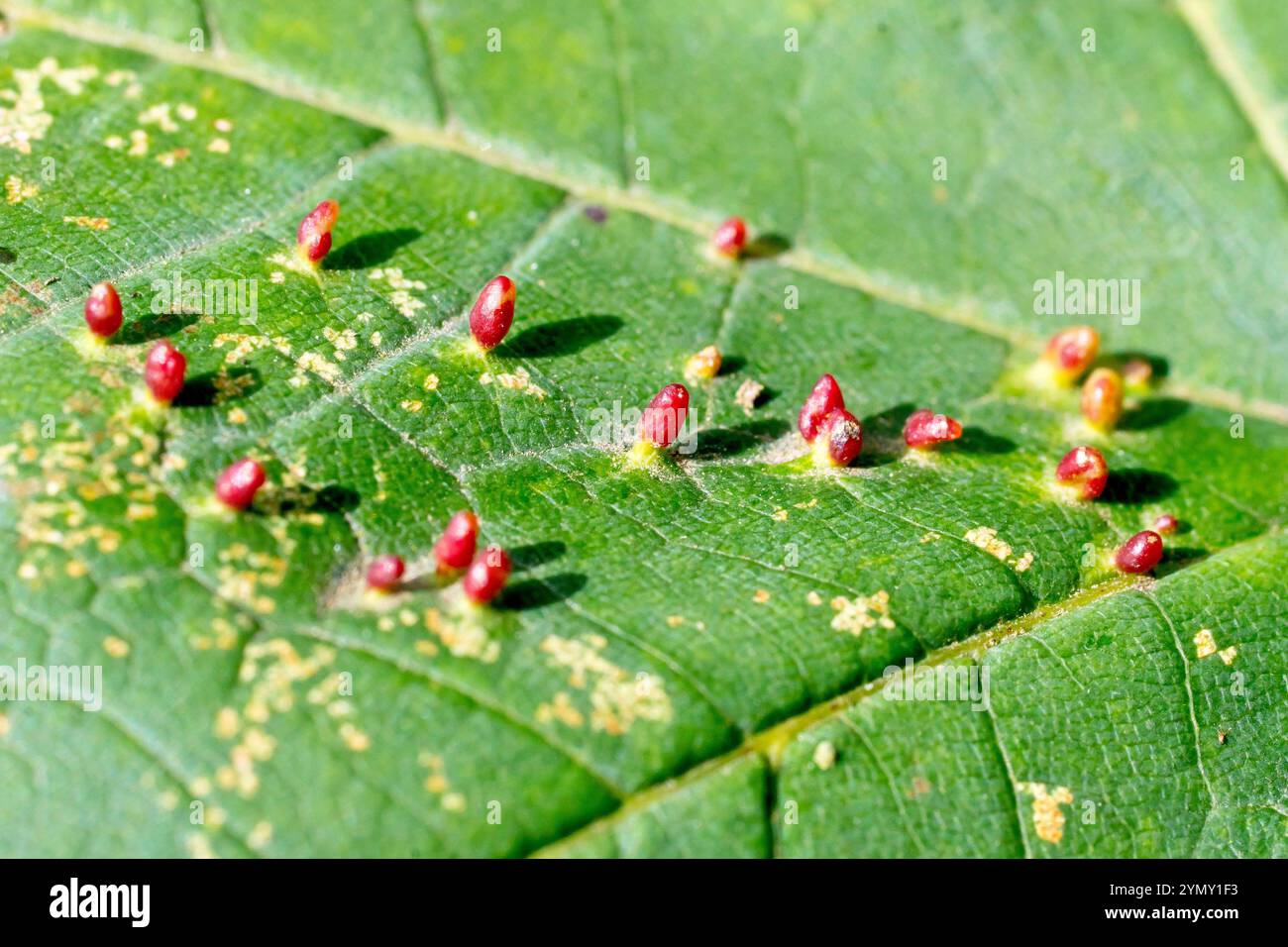 Nahaufnahme von kleinen roten Gallen, die auf einem Sycamore-Blatt gefunden wurden, das von einer Blattgallenmilbe produziert wurde. Mögliche Bezeichnungen aceria cephalonea oder aceria myriadeum Stockfoto