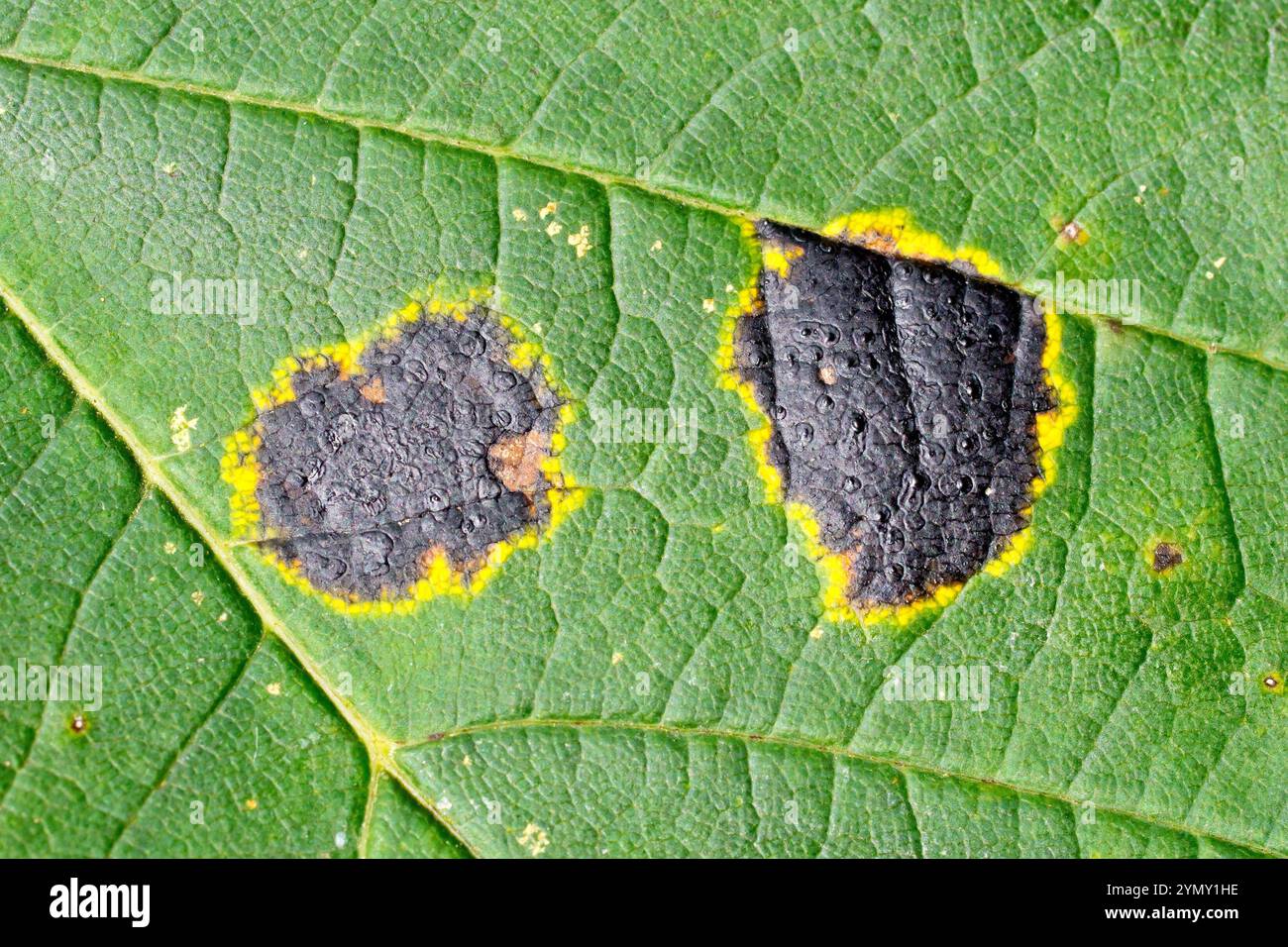 Tarspot (Rhytisma acerinum), Nahaufnahme der schwarzen Flecken, die von einem Pilz verursacht werden und häufig auf Sycamore (Acer pseudoplatanus)-Blättern vorkommen. Stockfoto