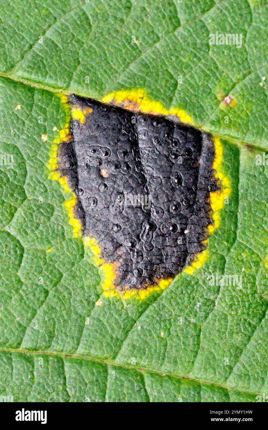 Tarspot (Rhytisma acerinum), Nahaufnahme der schwarzen Flecken, die von einem Pilz verursacht werden und häufig auf Sycamore (Acer pseudoplatanus)-Blättern vorkommen. Stockfoto