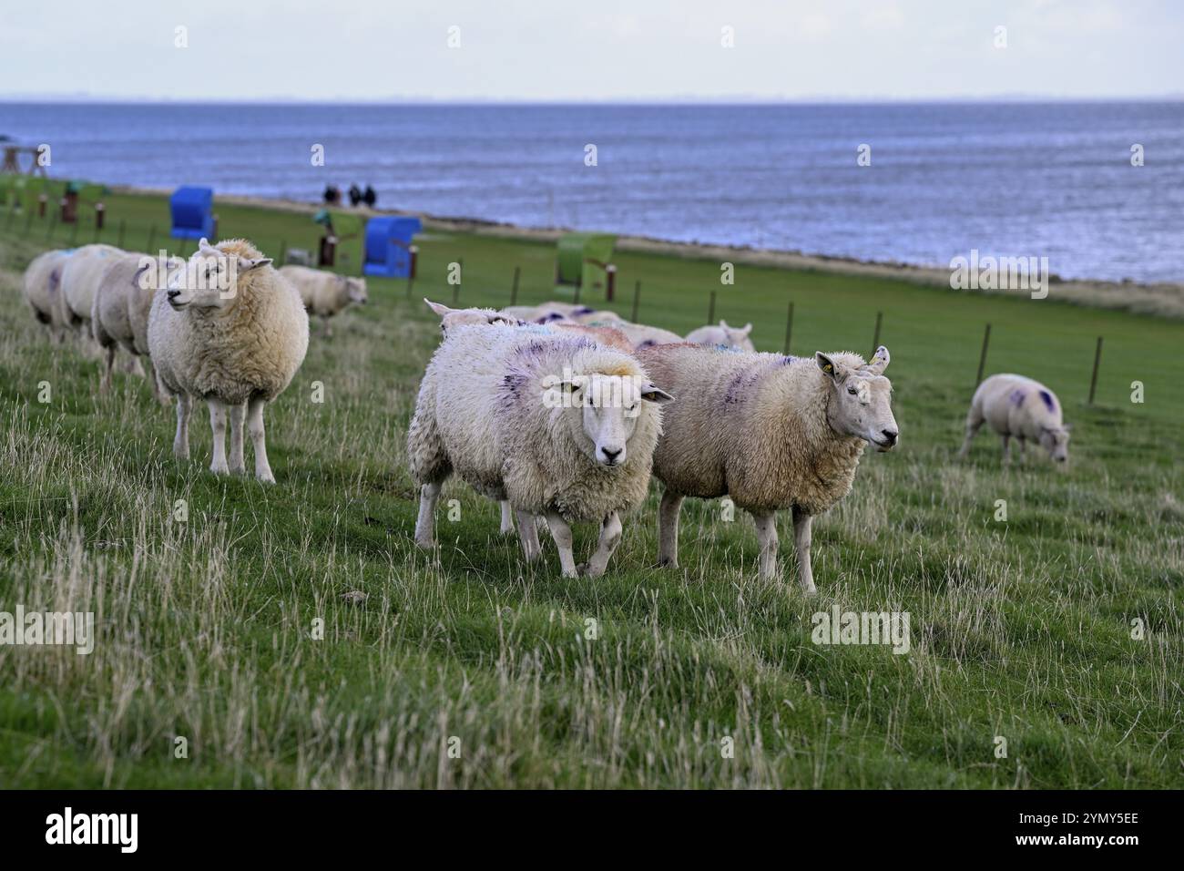 Schafe auf einem Deich, Insel Pellworm, Nationalpark Schleswig-Holsteinisches Wattenmeer, Nordfriesland, Deutschland, Europa Stockfoto