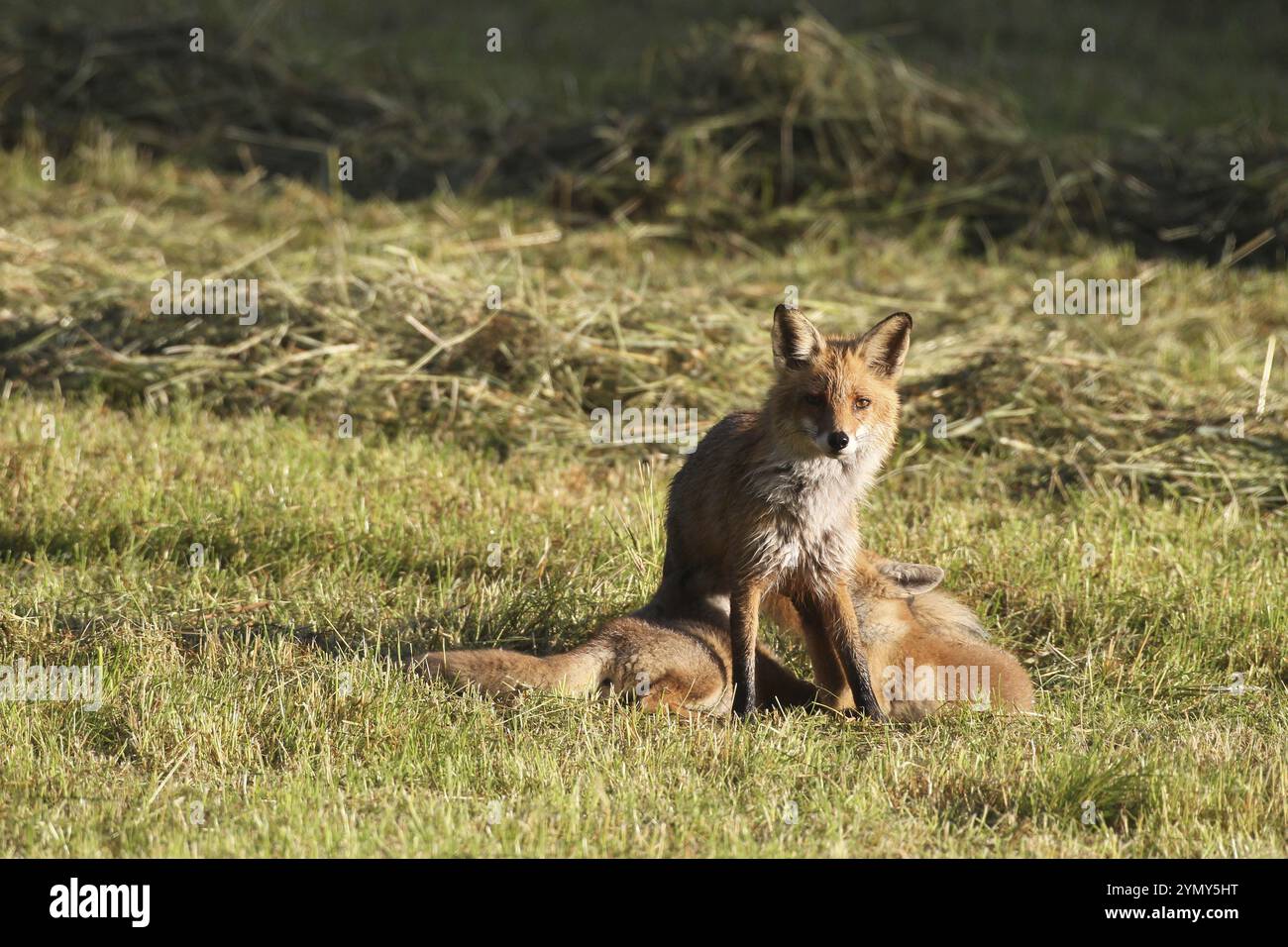 Rotfuchs (Vulpes vulpes) Jungfüchse auf einer gemähten Wiese, Allgaeu, Bayern, Deutschland Allgaeu, Bayern, Deutschland, Europa Stockfoto