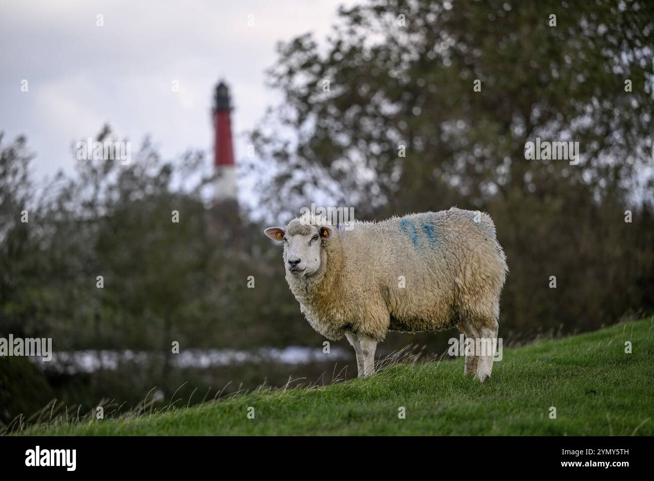 Schafe vor dem Leuchtturm, Insel Pellworm, Nationalpark Schleswig-Holstein Wattenmeer, Nordfriesland, Deutschland, Europa Stockfoto