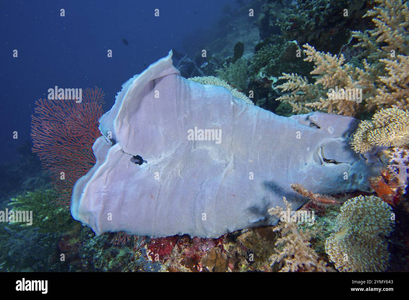 Flacher, ausgedehnter lila-grauer großer Röhrenschwamm (Haliclona (Reniera) in der Tiefsee, Tauchplatz Coral Garden, Menjangan, Bali, Indonesien, Asien Stockfoto