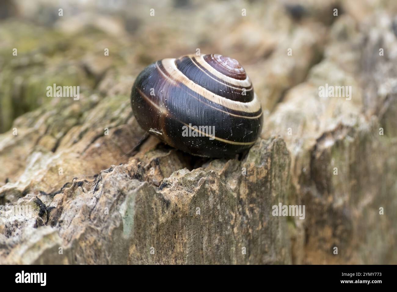 Schneckenschale auf einem gebrochenen Stein Stockfoto