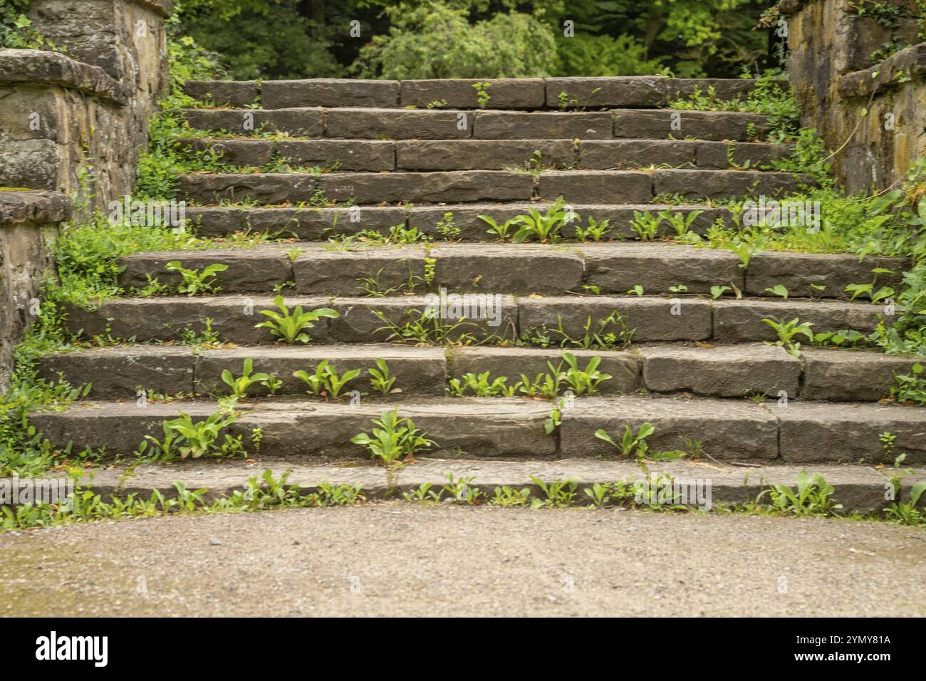 Steintreppen mit Unkraut im Park Stockfoto