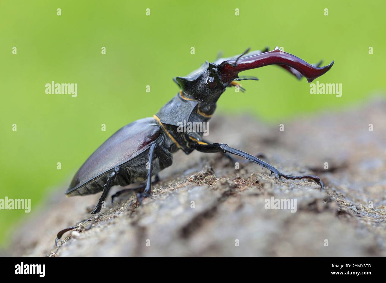 Hirschkäfer (Lucanus cervus), Insekten, Tiere Neuhofen, Garten, Rheinland-Pfalz, Deutschland, Europa Stockfoto