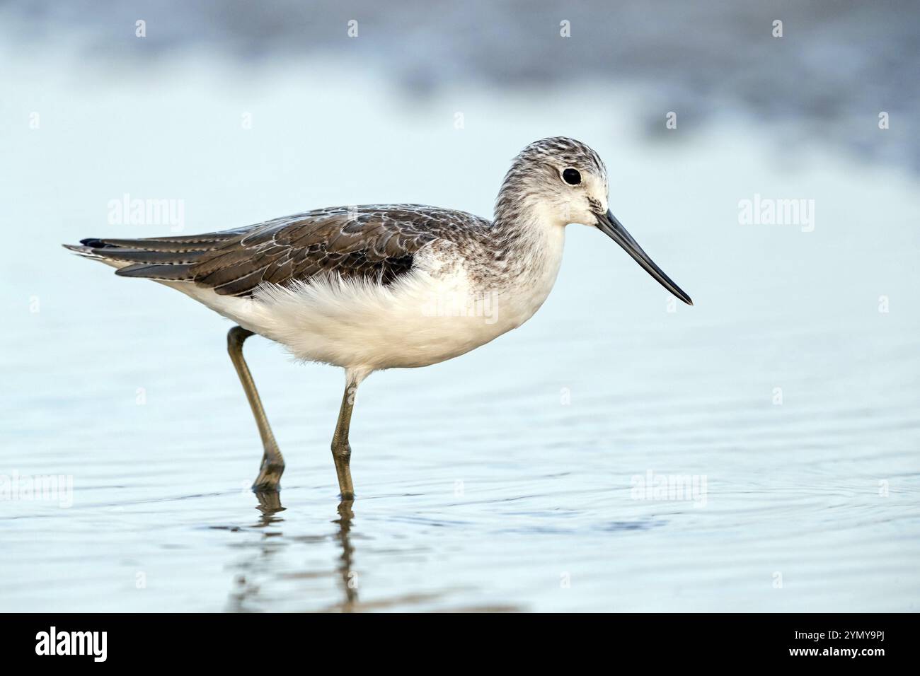 Greenshank, (Tringa nebularia) Watvogel, Limesticks, auf der Suche im Wattenmeer, Snipe Familie Muscat, Al Qurm, Muá¸ AfazÌ MasqaT, Oman, Asien Stockfoto