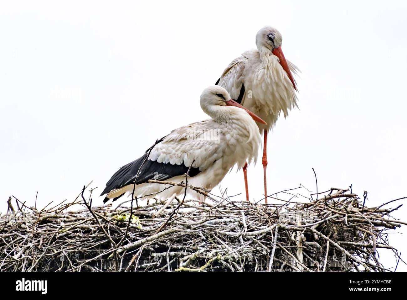 Zwei Störche in einem Nest Stockfoto