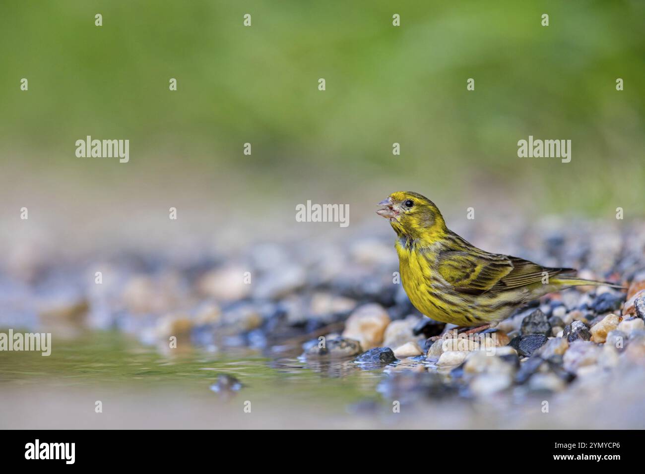 Serinus serinus, Lesbos Island, Lesbos, Griechenland, Europa Stockfoto