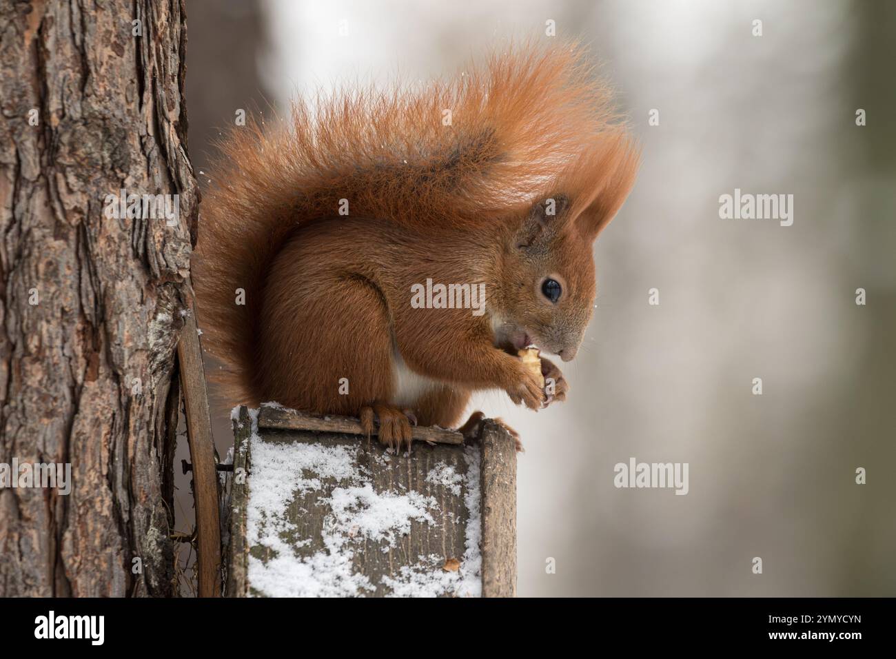 Ein rotes Eichhörnchen (Sciurus vulgaris), das auf dem Dach eines Vogelfutters sitzt und einen Walnuss isst. Tiere im Winter füttern. Kopierbereich Stockfoto