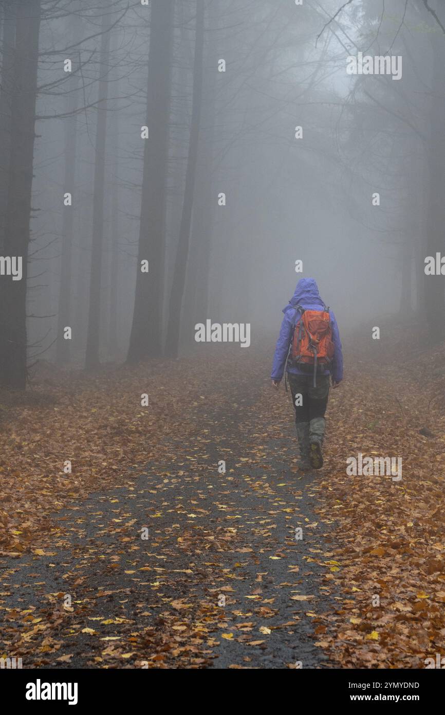 Wandern im Nebelwald/Lausitz 5 Stockfoto