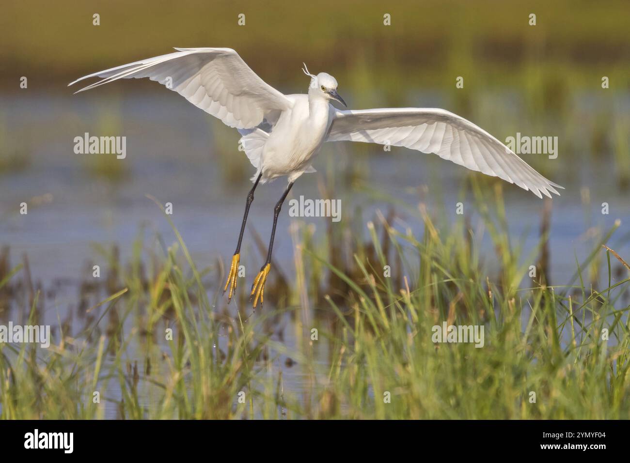 Kleiner Reiher auf der Suche nach Nahrungsmitteln, (Egretta garzetta) Lesbos, Griechenland, Europa Stockfoto