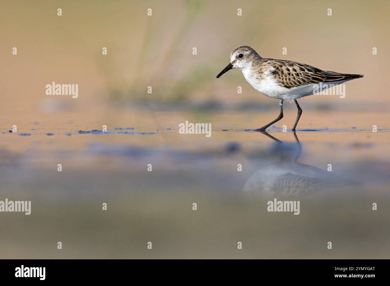 Kleiner Sandpiper (Calidris minuta), der im Salalah-Biotop, Raysut, Sohar, Oman, Asien auf der Suche ist Stockfoto