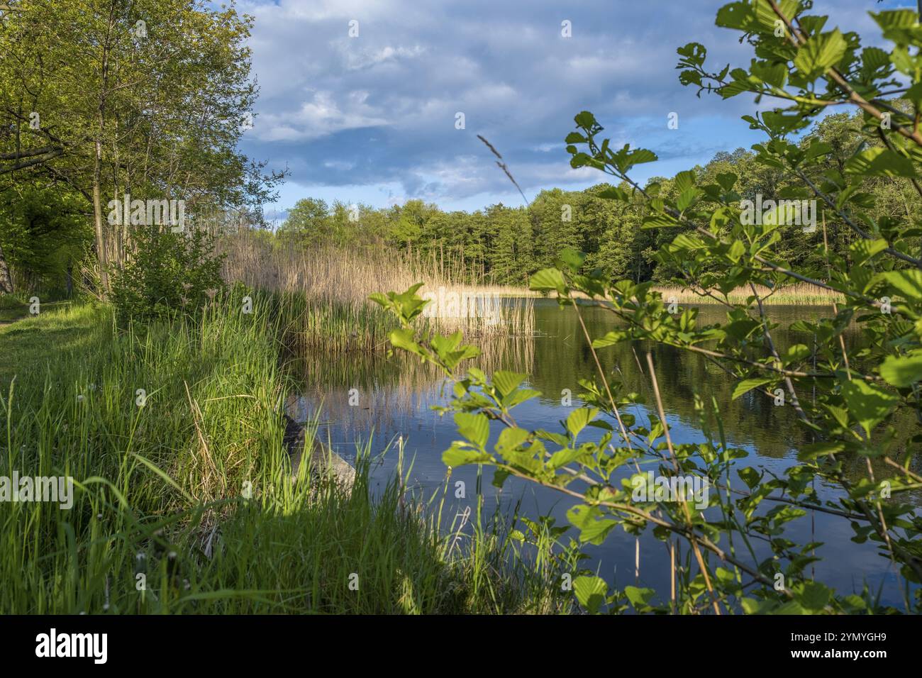 Der Teich in Oberlusatien Stockfoto