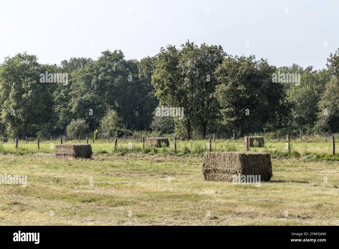 Würfelförmige Strohballen auf der Wiese Stockfoto