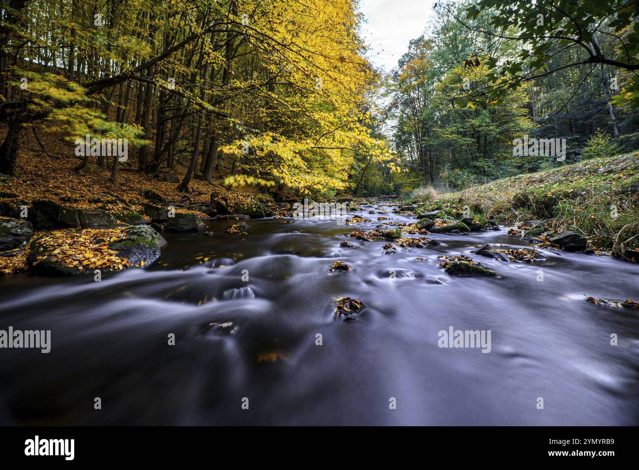 Herbstzauber auf einer Flusslandschaft in Lausitz - das Löwenauer Wasser 9 Stockfoto