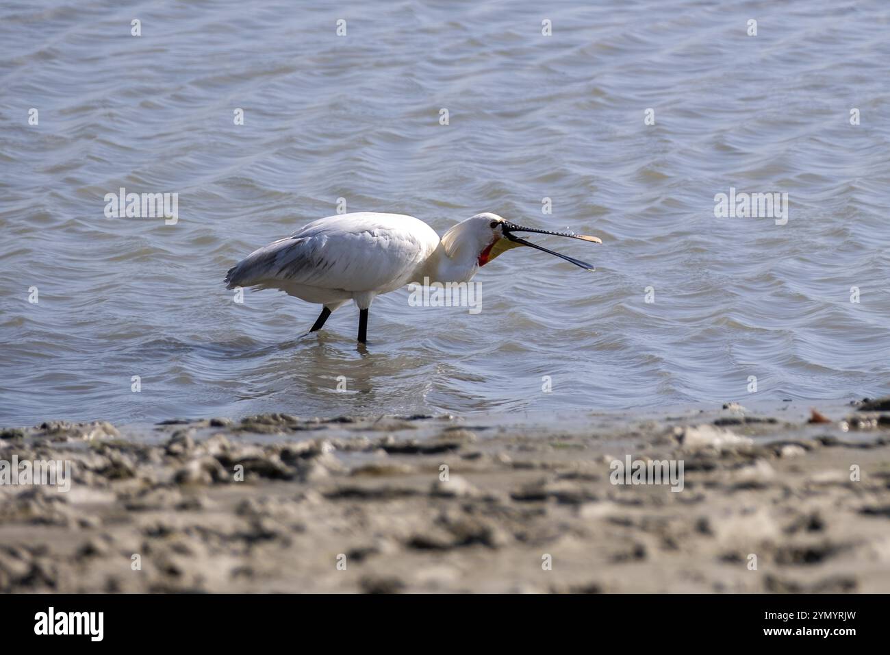 Der kleine graue Reiher Platalea leucorodia an der Küste Stockfoto