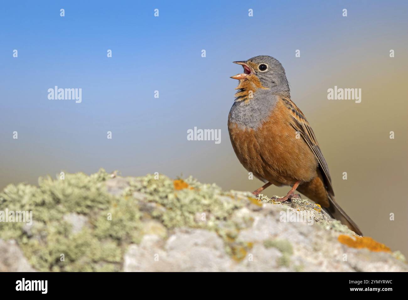 Grey Oriolan, Rusty Bunting, Familie Bunting, (Emberiza caesia), singvogel Lesbos Island, Lesbos, Griechenland, Europa Stockfoto