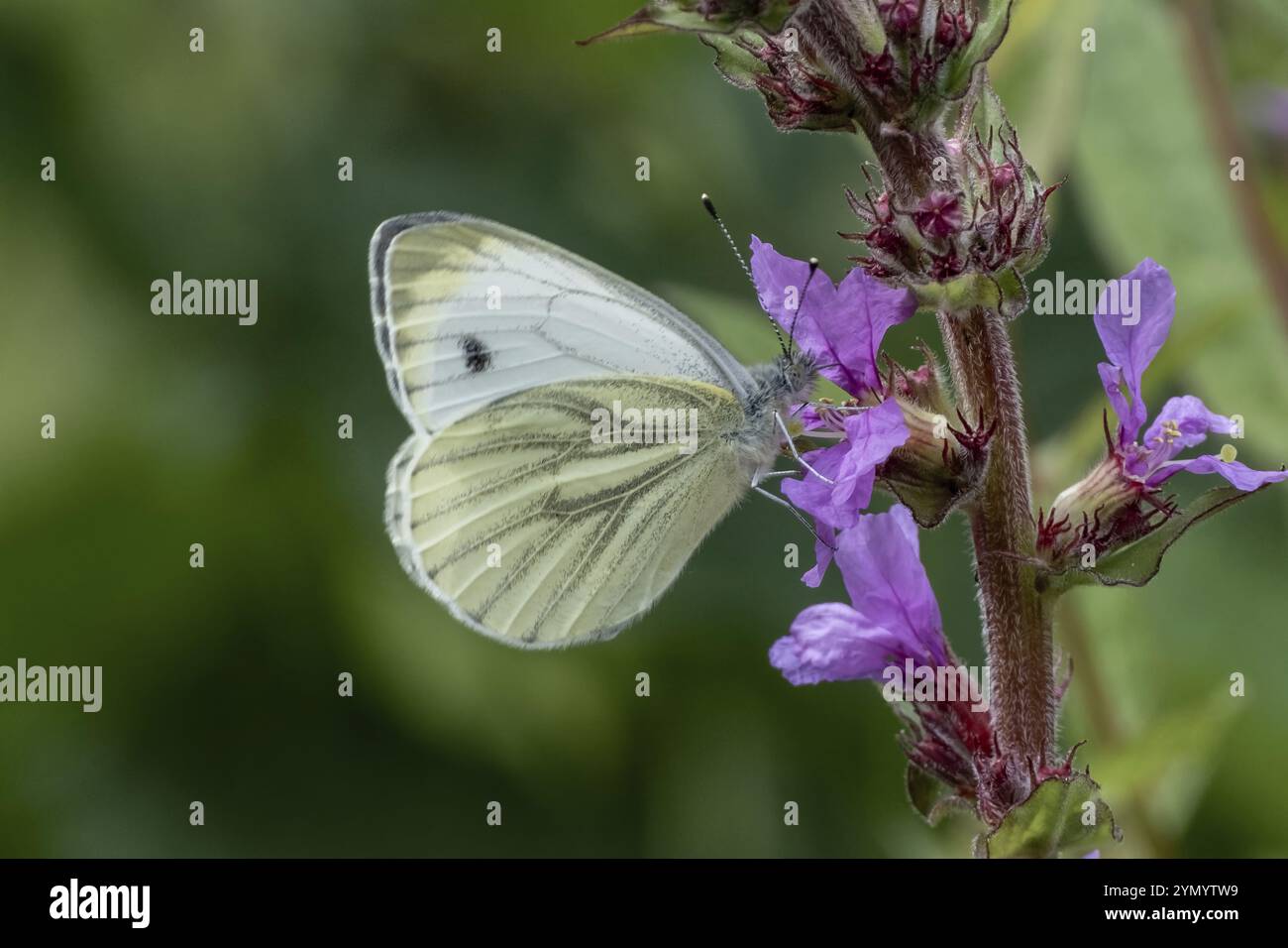 Schmetterling Pieris Brassicae auf violette Blume Stockfoto