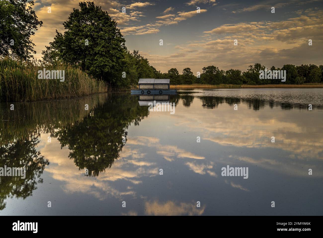 Fischfutter im Karpfenteich 2 Stockfoto
