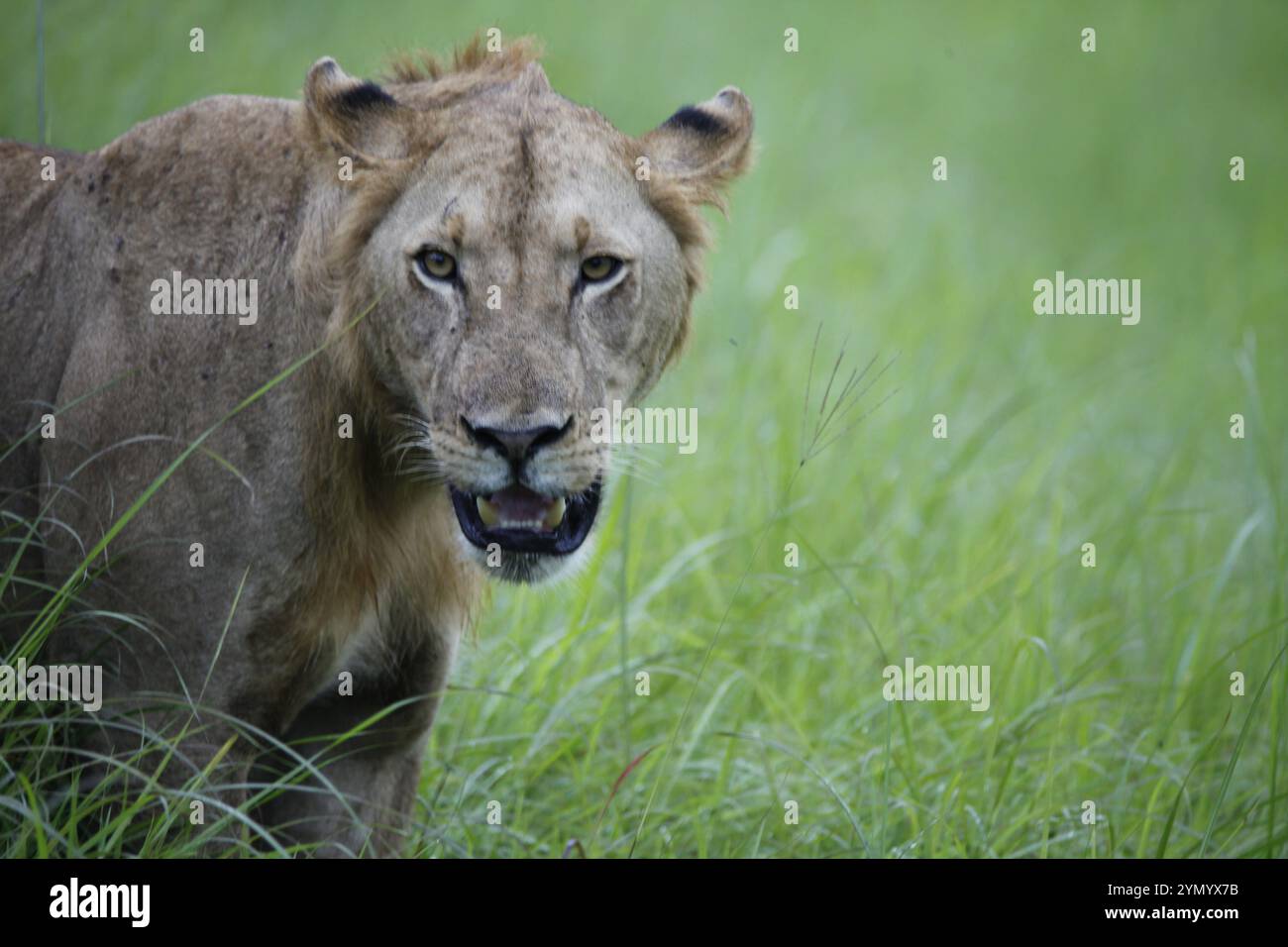 Junger Löwe auf der Suche nach Nahrung Stockfoto