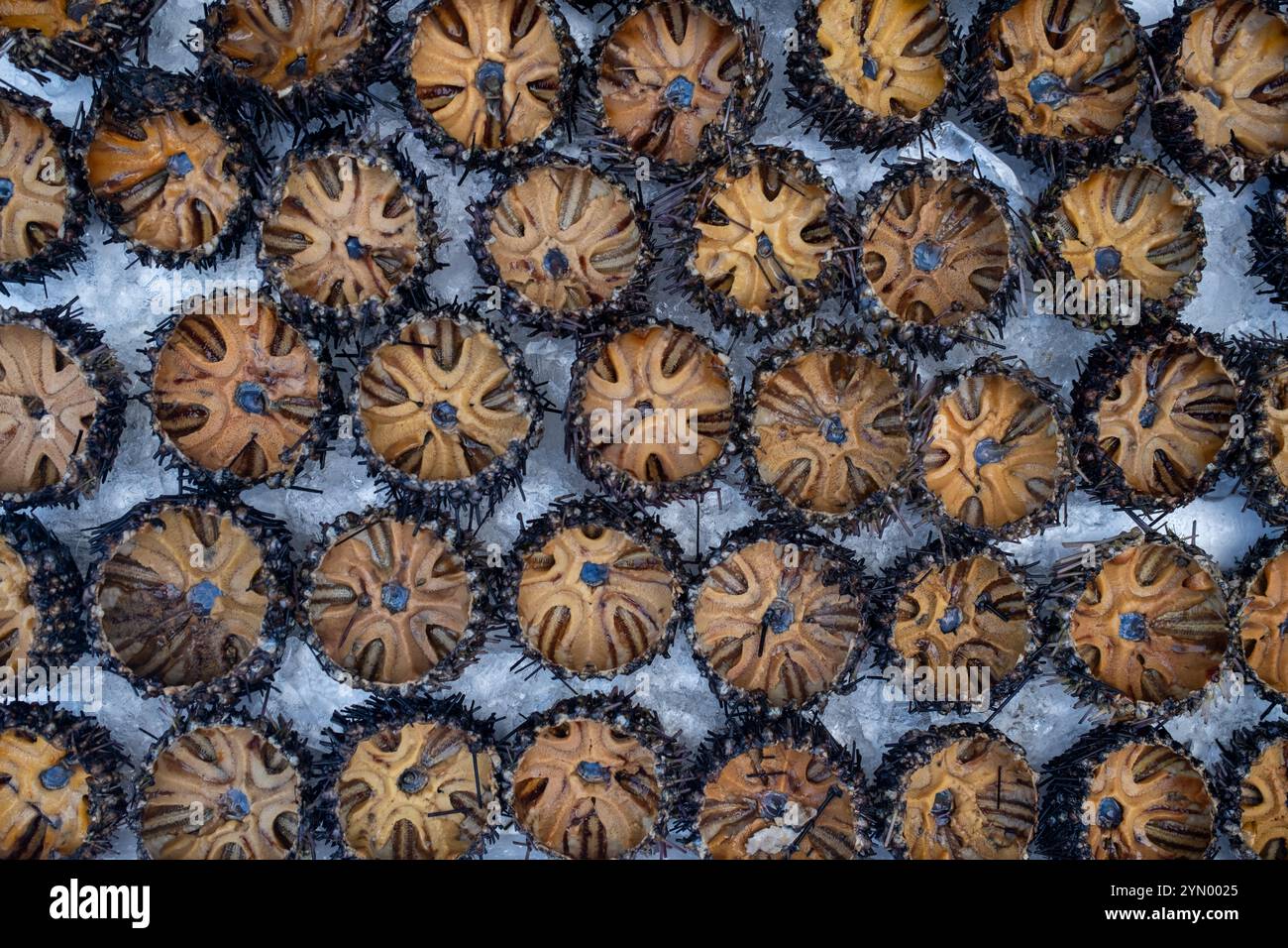 Sea Urchin im Verkauf auf dem Duong Dong Markt auf der Insel Phu Quoc in Vietnam Stockfoto