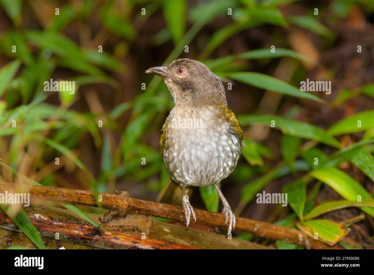 Dusky Bush-Tanager, Chlorospingus semifuscus, in Ecuador Stockfoto