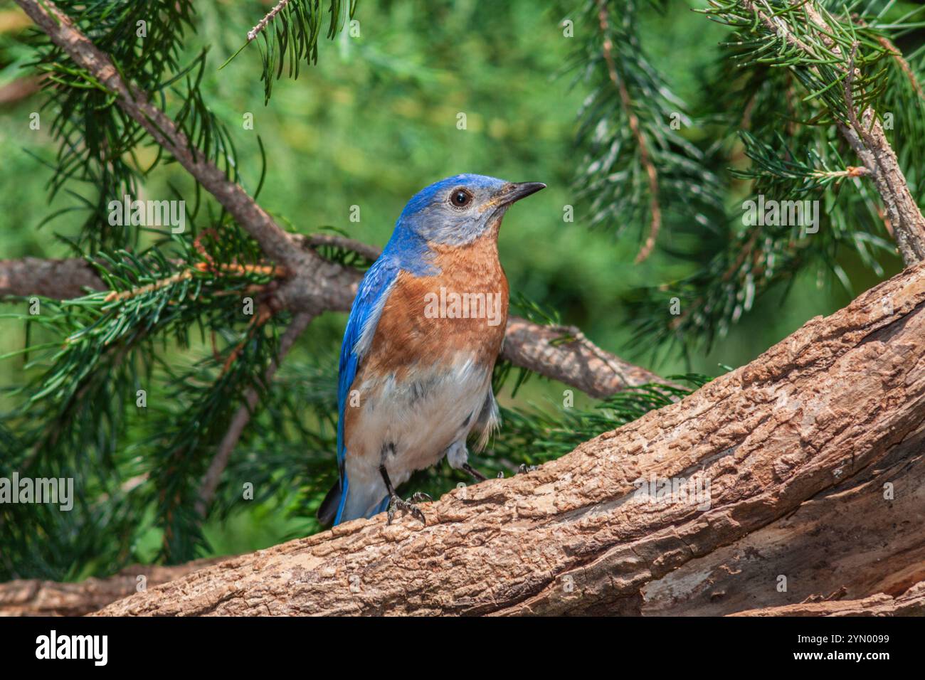 Eastern Bluebird, Sialia sialis, in Mcleansville, NC. Stockfoto