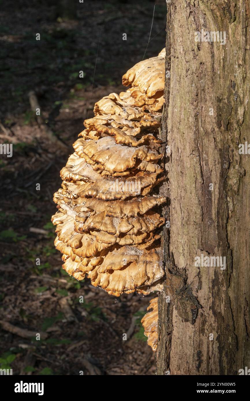 Grosser gelbbrauner Baumpilz am Baumstamm Stockfoto