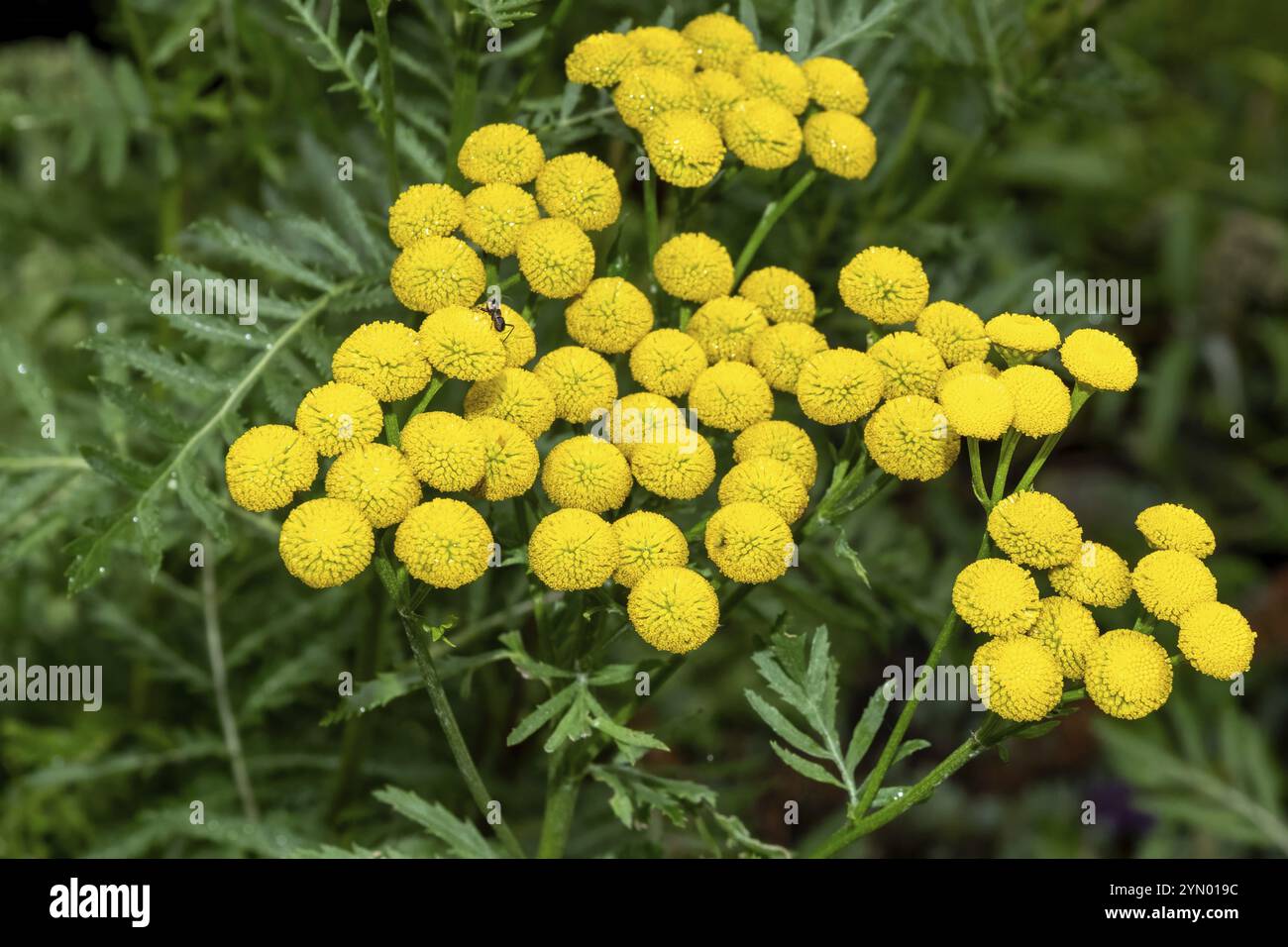 Viele gelbe Blüten eines Tanacetum vulgare Stockfoto