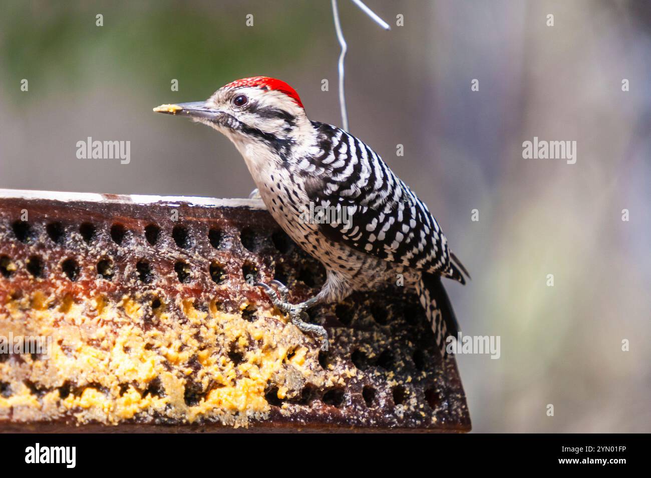 Sphyrapicus nuchalis, ein Rotnappensapsucker, in einem Feeder im Davis Mountains State Park im Südwesten von Texas. Diese Spechte, bohren Sie in den sap. Stockfoto