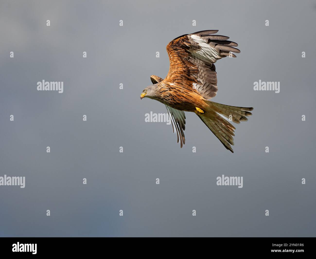 Roter Drachen im Flug an der Futterstation der Gigrin Farm in mittlerer Wales.[ Milvus Milvus] Stockfoto