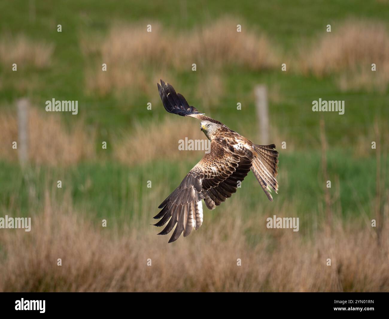 Roter Drachen im Flug an der Futterstation der Gigrin Farm in mittlerer Wales.[ Milvus Milvus] Stockfoto