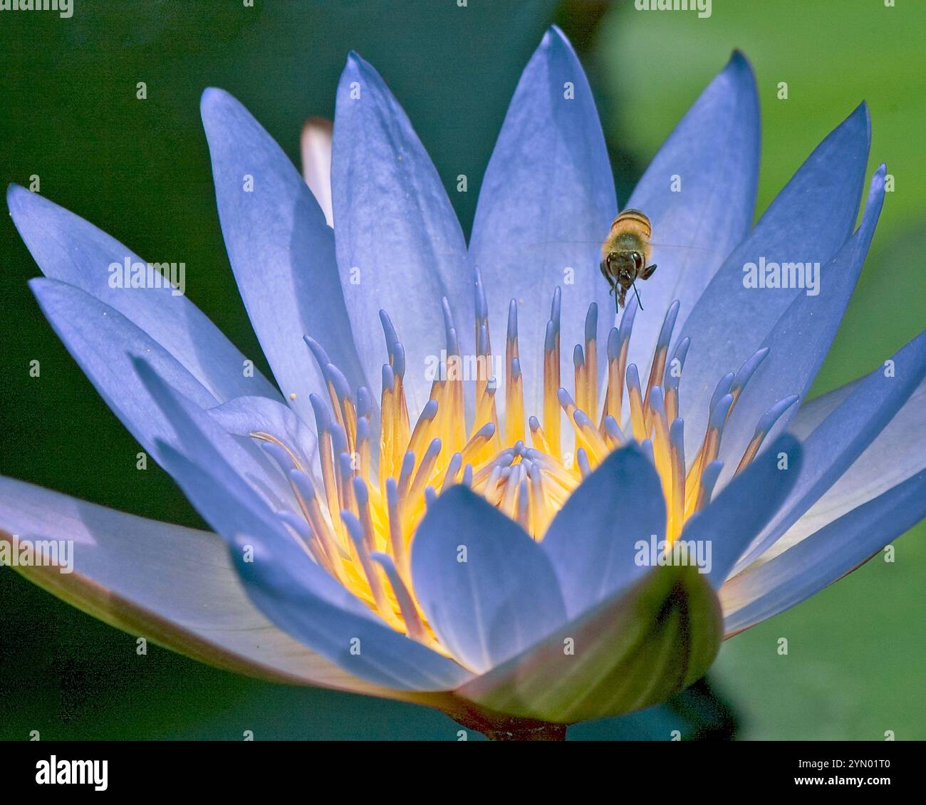 Waterlily and Bee im Mercer Arboretum and Botanical Gardens in Spring, Texas. Stockfoto