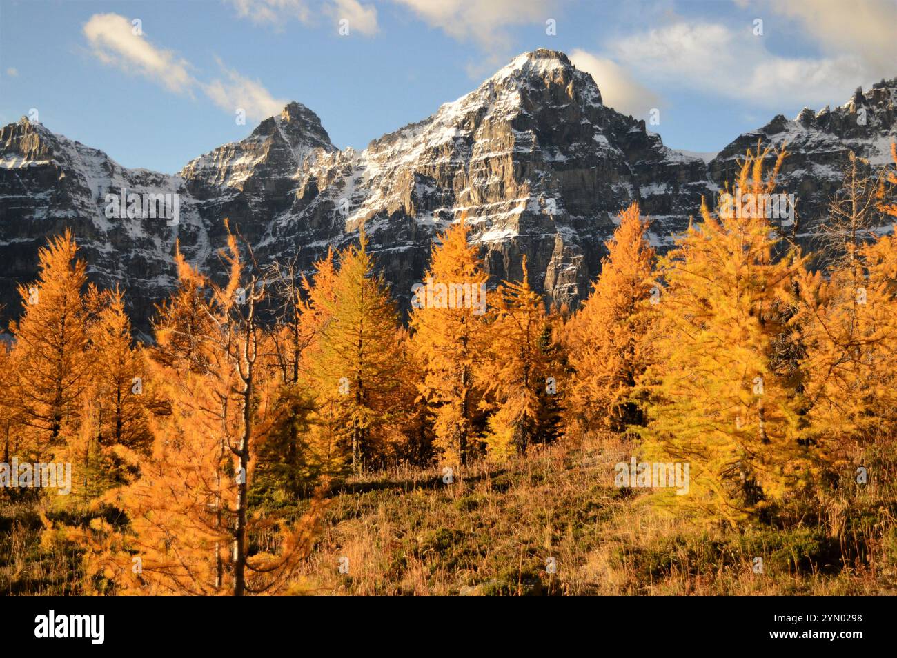 Alpenlärchen im September in den Kanadischen Rocky Mountains. Lärchen sind Laubbäume und ihre Nadeln werden im Herbst goldfarben, bevor sie fallen. Stockfoto