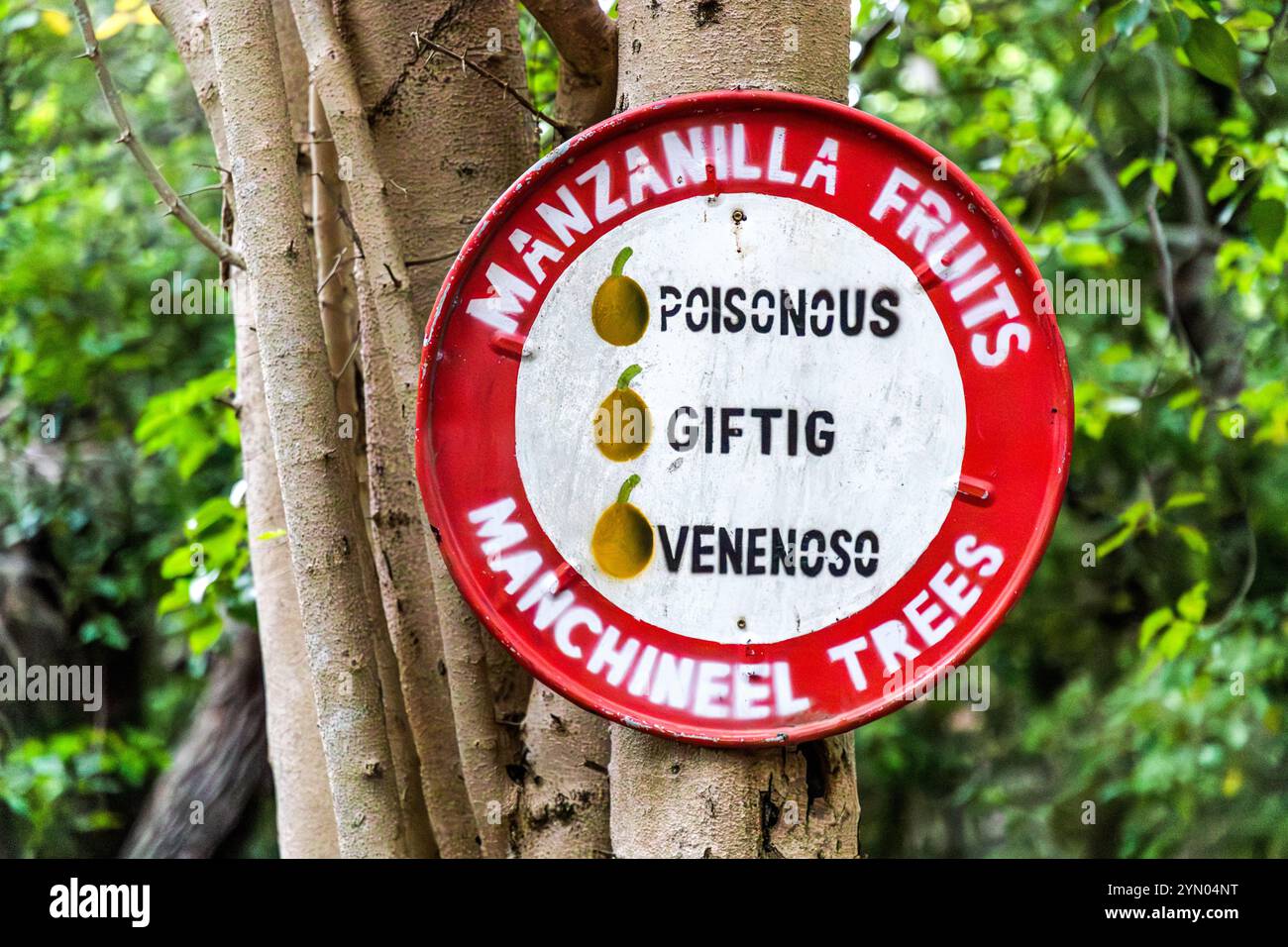 Ein dreisprachiges Warnschild am Stamm eines Manchineelbaums (Hippomane mancinella) im Dunki-Nationalpark, Curacao. Das Schild warnt auf Englisch, Niederländisch und Spanisch vor der Toxizität der Frucht. Die Manchineel gilt als einer der gefährlichsten Bäume der Welt: Ihr saft, die Rinde, die Früchte und sogar das Regenwasser, das von ihren Blättern tropft, können schwere Hautverbrennungen verursachen. Pampunaweg, Curacao, Kòrsou Stockfoto