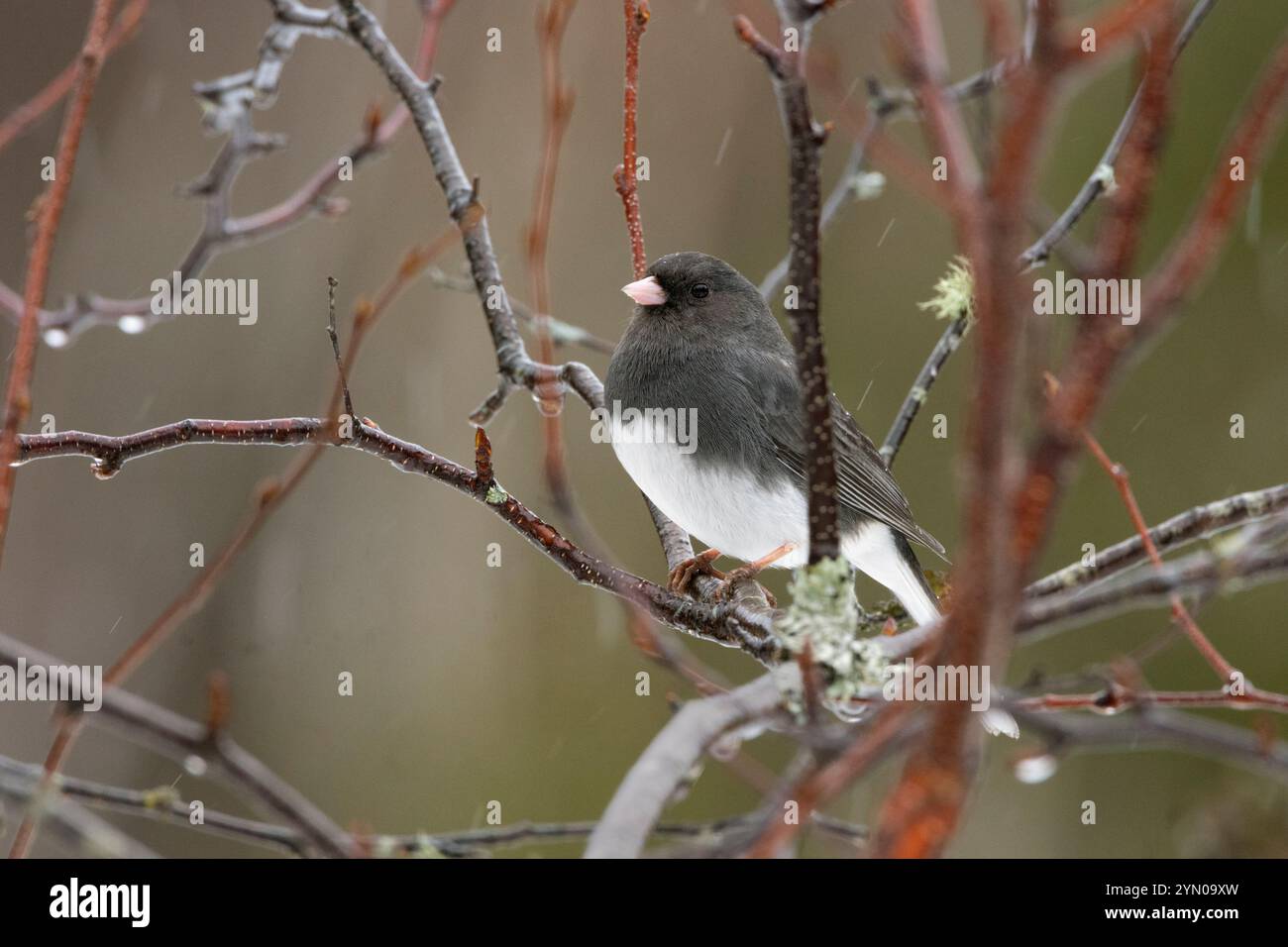 Dunkeläugiger Junco (Junco hyemalis) auf einem Pappbirkenzweig (Betula papyrifera). Anfang Frühling im Acadia-Nationalpark, Maine, USA. Stockfoto
