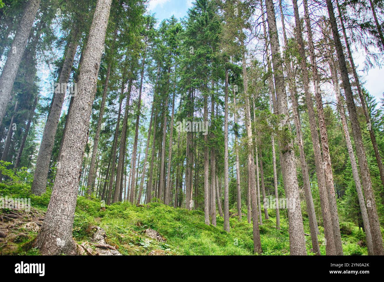 Hohe Kiefern wachsen auf einem Hügel im Wald rund um den Pragser See in den italienischen Dolomiten Stockfoto Hohe Kiefern wachsen auf einem Hügel im Wald rund um den Pragser See in den italienischen Dolomiten Stockfoto