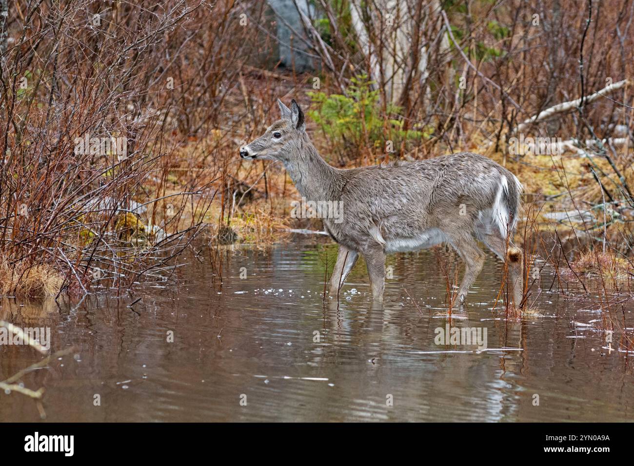 Weißschwanzhirsch (Odocoileus virginianus) in einem Biberteich. Frühling im Acadia-Nationalpark, Maine, USA. Stockfoto