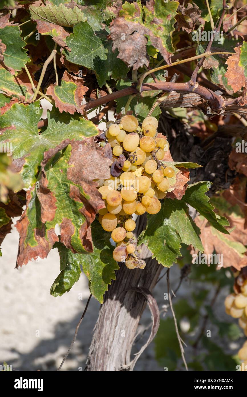 Ernte auf berühmten Sherry-Weinbergen in Andalusien, Spanien, süße pedro ximenez oder muscat oder Palomino-Trauben, die für die Herstellung von jerez, s verwendet werden Stockfoto