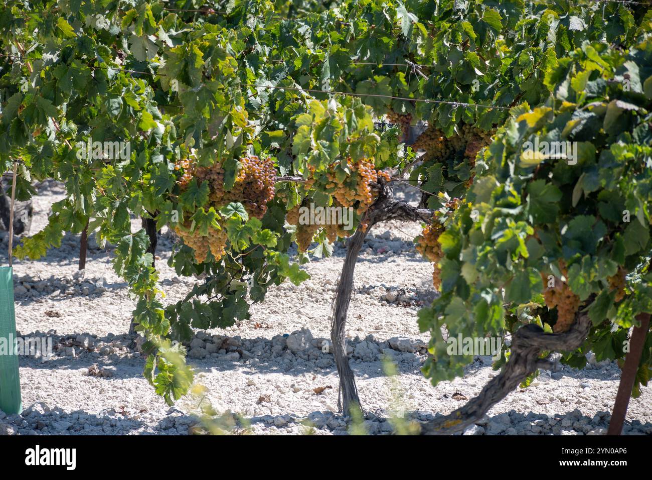 Ernte auf berühmten Sherry-Weinbergen in Andalusien, Spanien, süße pedro ximenez oder muscat oder Palomino-Trauben, die für die Herstellung von jerez, s verwendet werden Stockfoto